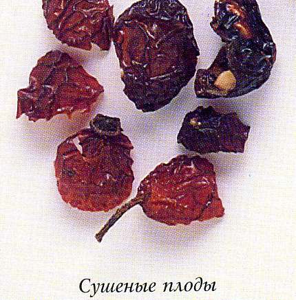 Роза (шиповник)