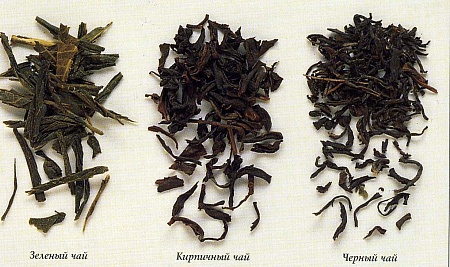 Чайный куст