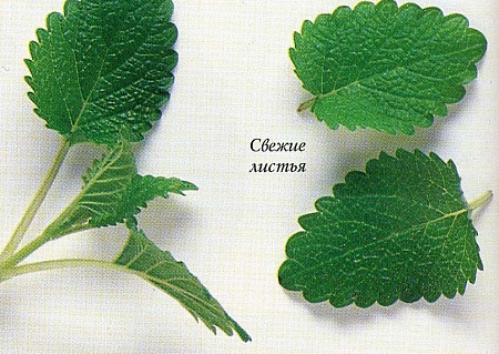 Мелисса